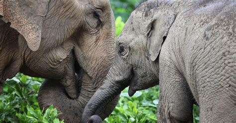 Elephant SOS Sanctuary