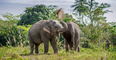 Elephant Sanctuary Experience Comparison