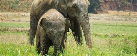 Elephant Sanctuary FAQ
