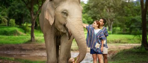 Elephant Sanctuary Questions