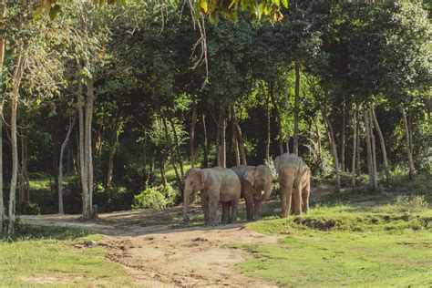 Elephant Sanctuary Review