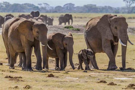 Elephant Social Behavior