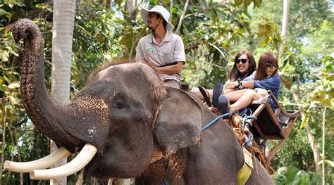 Prepare Elephant Tour