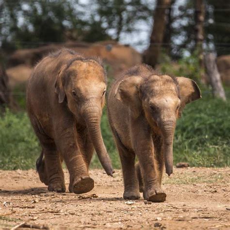 Elephant Transit Home
