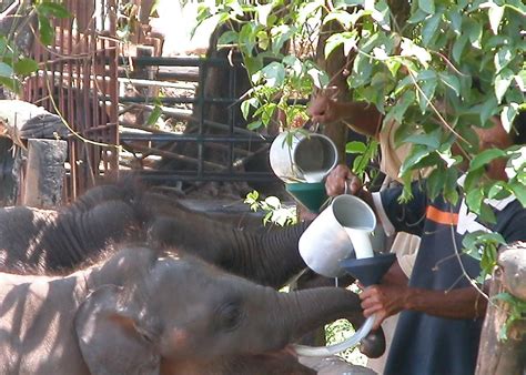 Elephant Transit Home feeding