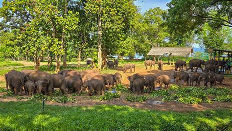 Elephant Transit Home visitors