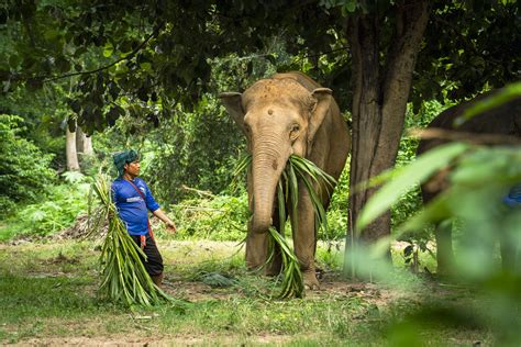 Elephant Welfare