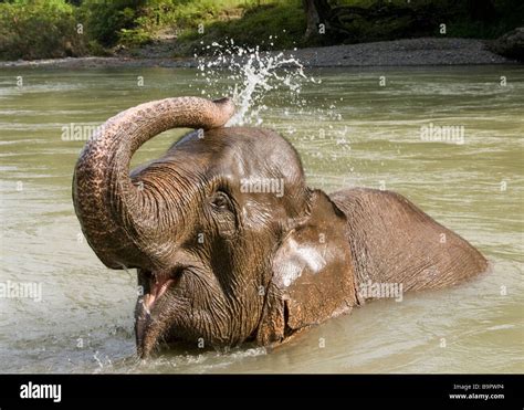 Elephant bathing