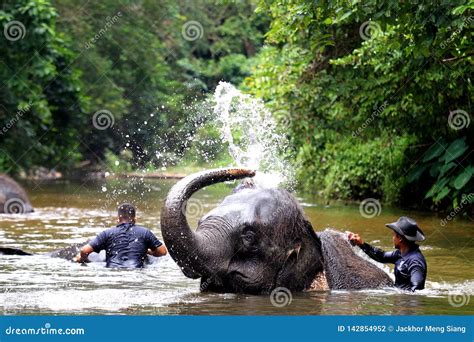 Elephant bathing at Wildlife SOS