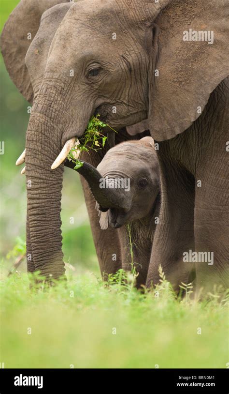 Elephant calf feeding