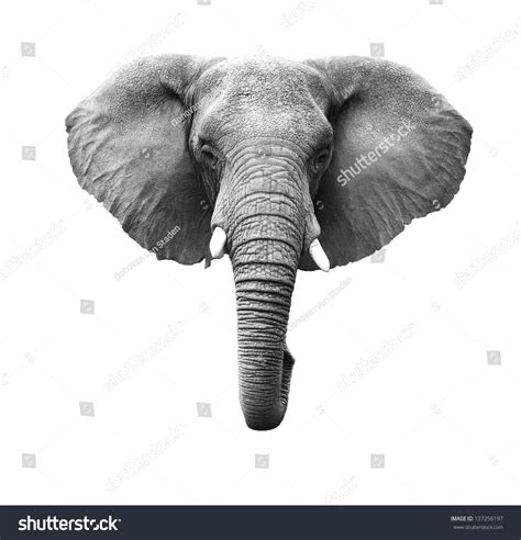 Elephant head shape