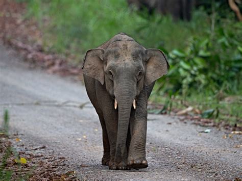 Elephant Physiological Factor