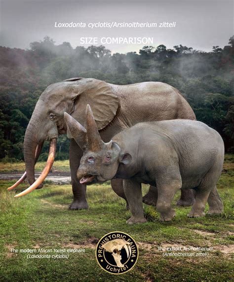 Elephant Size Factor