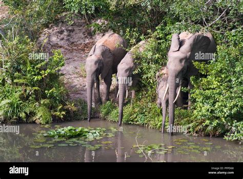 Elephants Shimba Hills