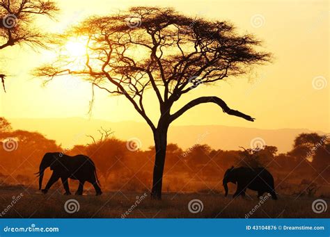 Elephants Sunset Tarangire