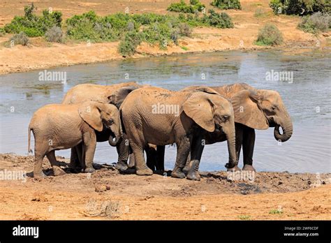 Elephants at Waterhole Addo