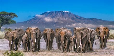 Elephants in Amboseli