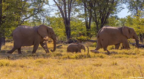 Elephants in Moremi