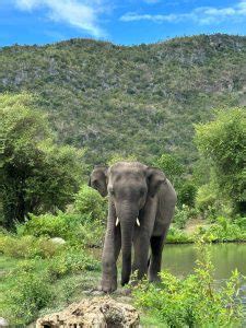 Accommodation at Elephantsworld