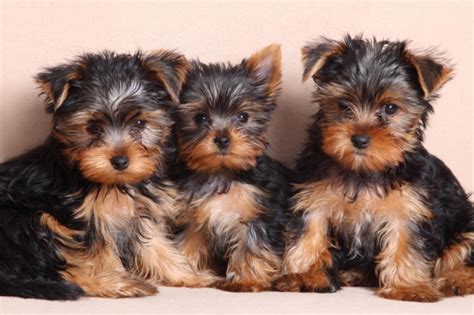 Elevage Yorkshire Terrier Grande Taille: A Guide To Raising Large
Yorkshire Terriers