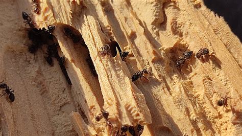Eliminating Carpenter Ant Nests