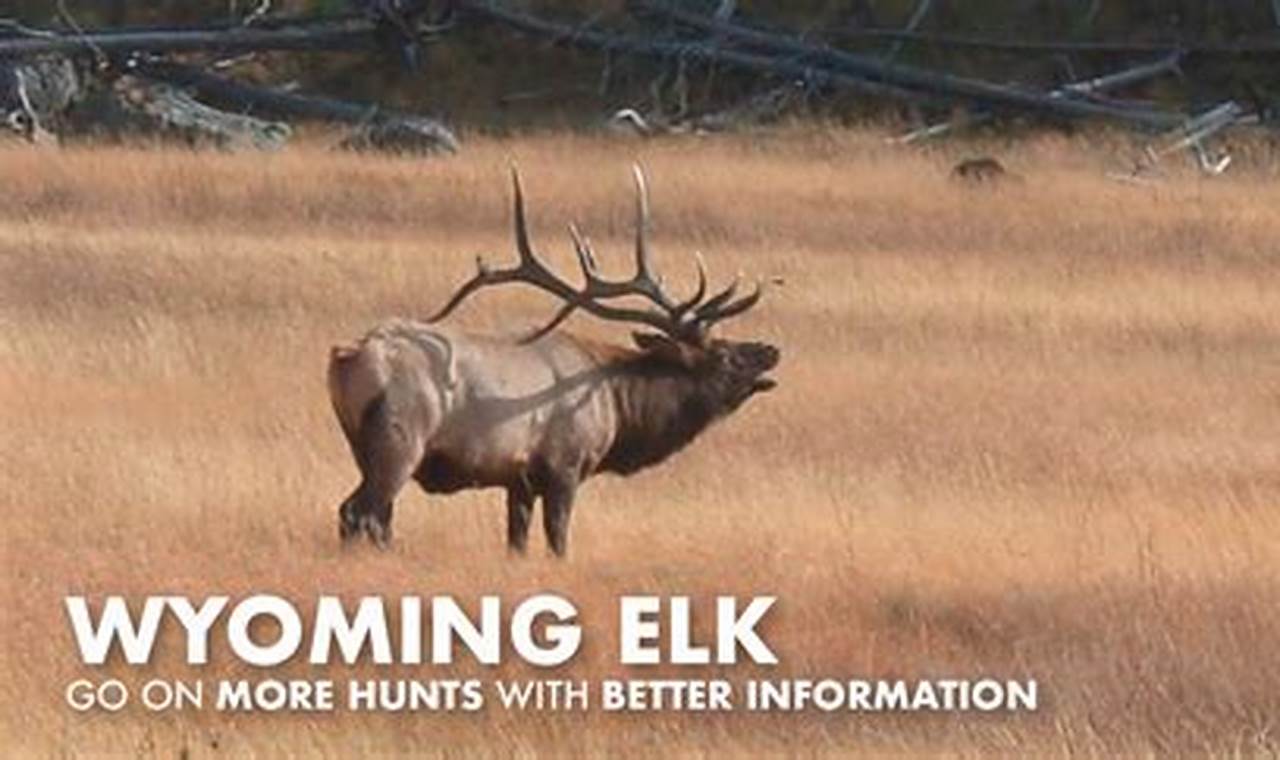 Elk Hunting Wyoming 2024