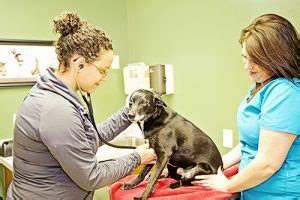 Top-Quality Pet Care: Elm Creek Animal Hospital Champlin MN - Your Trusted Partner for Exceptional Veterinary Services