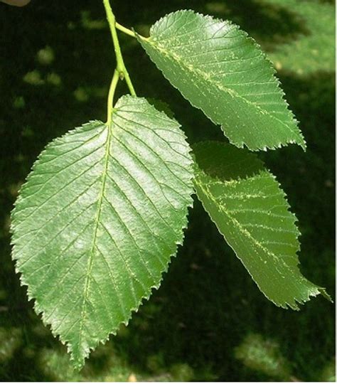 Elm Leaf Image