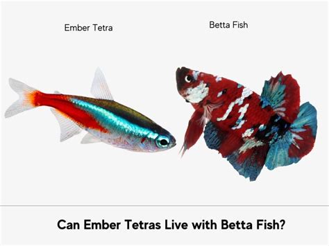Ember Tetra With Betta