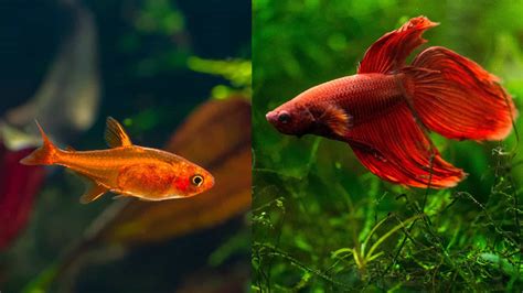 Ember Tetras With Betta