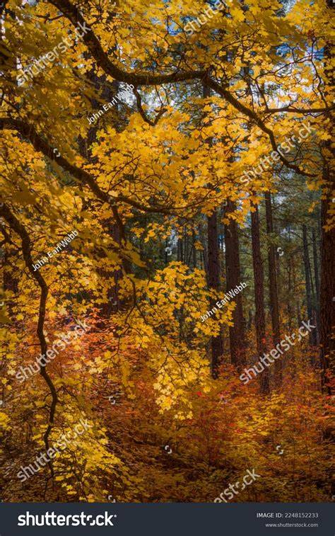 Embrace Fall Colors