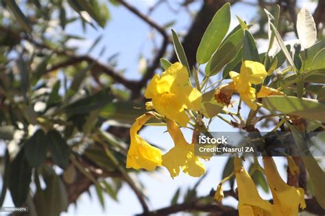 Embracing the Golden Hour Glow