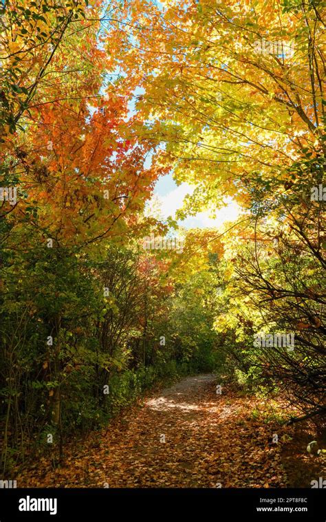 Embracing the Magical Fall Colors September - October
