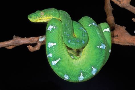 01:00 AM - Emerald Tree Boas Prepare Ambush Strikes