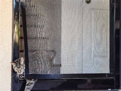 Emergency Pet Screen Repair Services