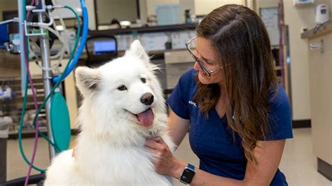 Emergency Veterinary Services for Pets