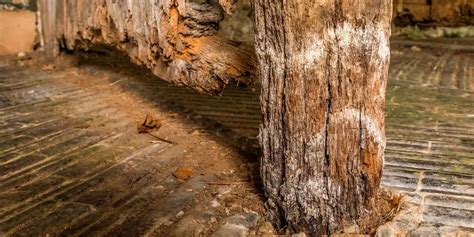 Emergency Wood Rot & Termite Repair Los Angeles