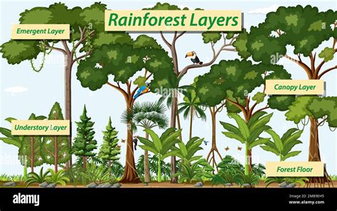 Emergent layer of a forest