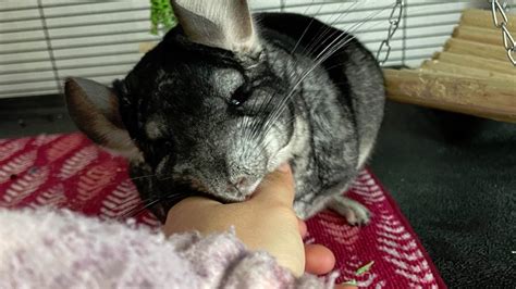 Emotional Support Chinchilla
