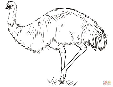 Emu Coloring Page