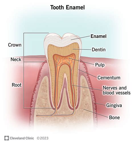 Enamel Care: Problems, Function & Best Tips.
