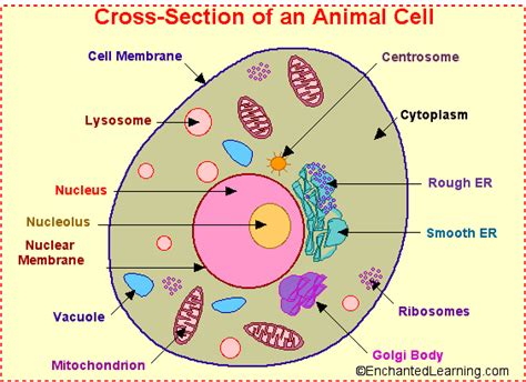 Discover the Wonders of Animal Cells with Enchanted Learning: An In-Depth Guide