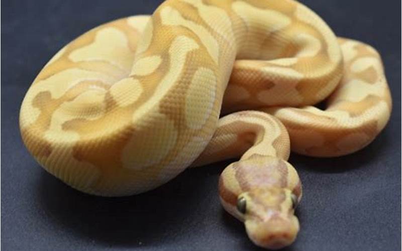 Enchi Banana Ball Python: Everything You Need to Know