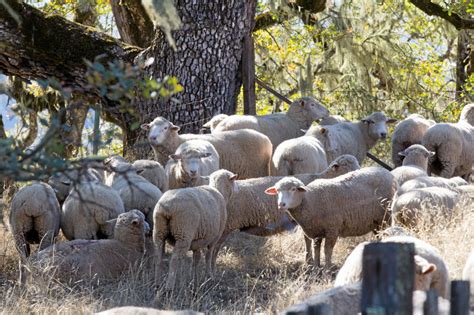 Encouraging Relocation (Non-Lethal Methods)