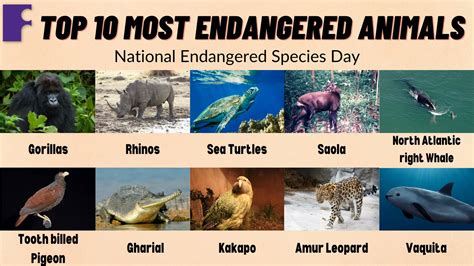 Endangered Animals