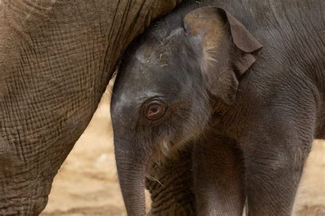 Endangered Animals Baby Elephant