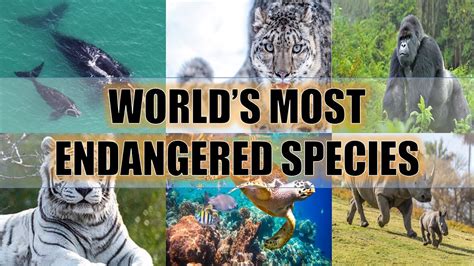 Endangered Animals In The World 2020