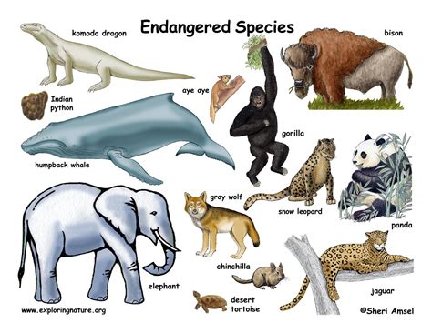 Endangered Animals List 2016