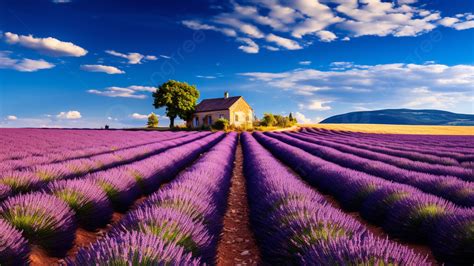 Endless Lavender Fields Provence
