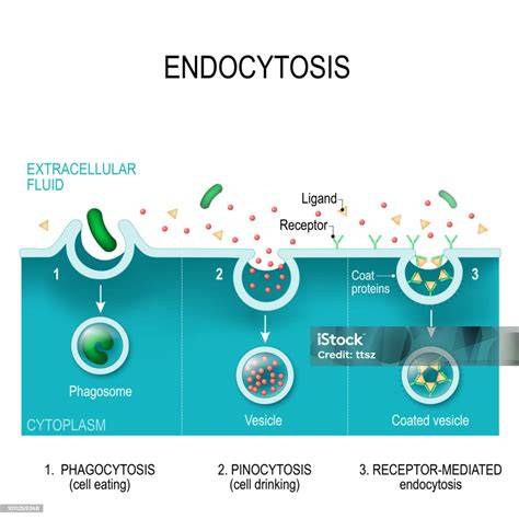 Endositosis